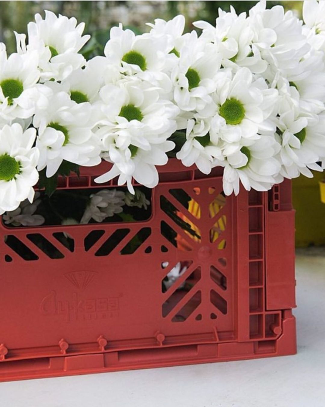 Aykasa Maxi foldekasse, mørkerød i moderne design, perfekt til opbevaring af større genstande i hjemmet.