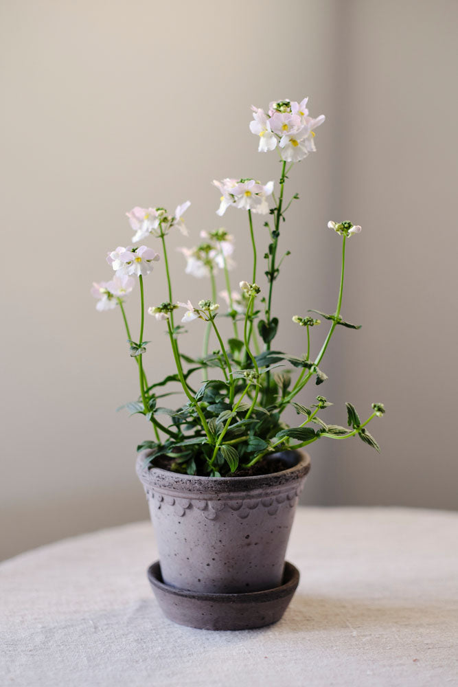 Københavner Pot i RAW Grey Ø10 cm fra Bergs Potter – køb hos butikalrum.dk