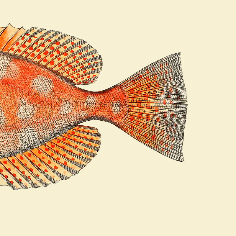 Plakat med orange fiskehale, 30 x 30 cm, fra The Dybdahl Co. – perfekt sammen med fiskehovedet, sælges uden ramme hos butikalrum.dk
