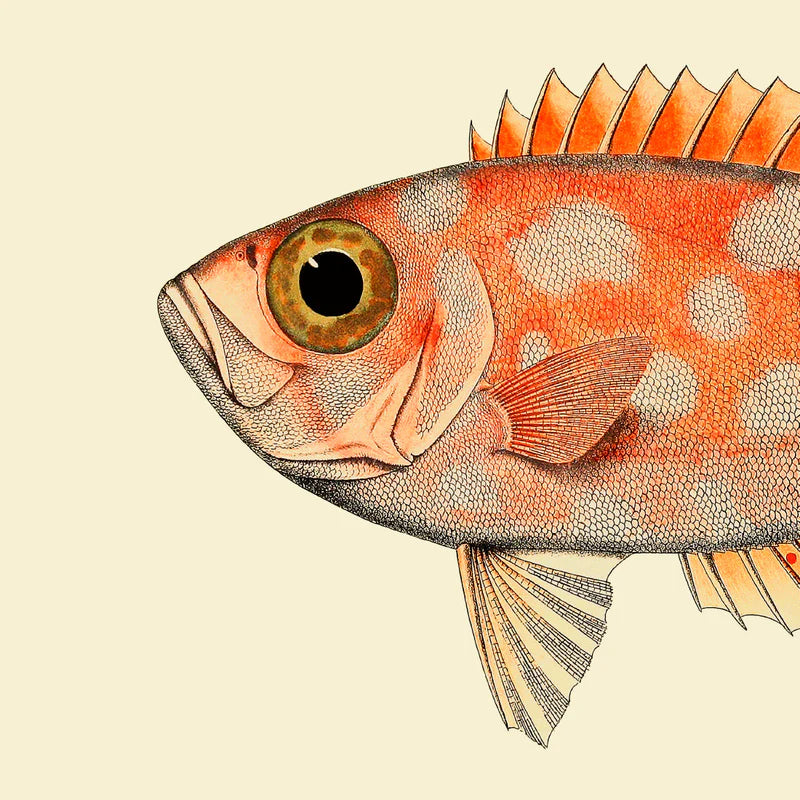 Plakat med orange fiskehoved, 30 x 30 cm, fra The Dybdahl Co. – vintage-inspireret motiv, sælges uden ramme hos butikalrum.dk